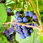 Winogron działa na skórę ochronnie, oczyszczająco i bakteriobójczo. Maseczka z tych owoców doskonale nadaje się do skóry delikatnej i wrażliwej.